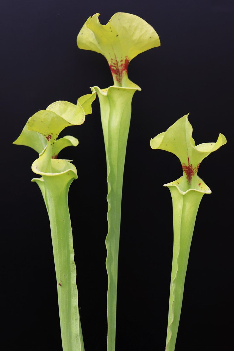 F5 GC  Sarracenia flava var. rugelii " Lemon "