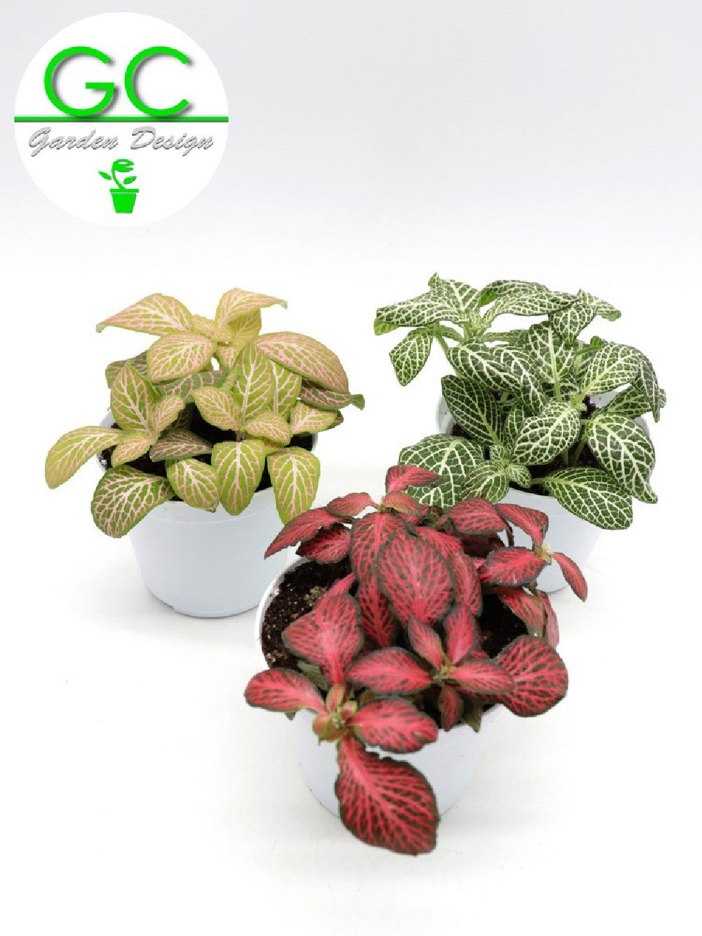 Fittonia 3 vasi different colours