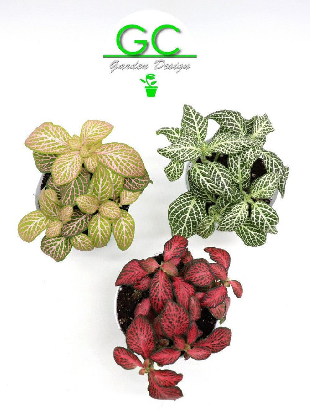 Fittonia 3 vasi different colours