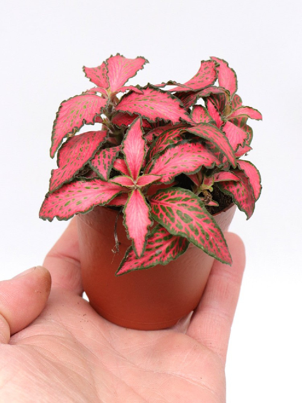Fittonia "purple" mini form