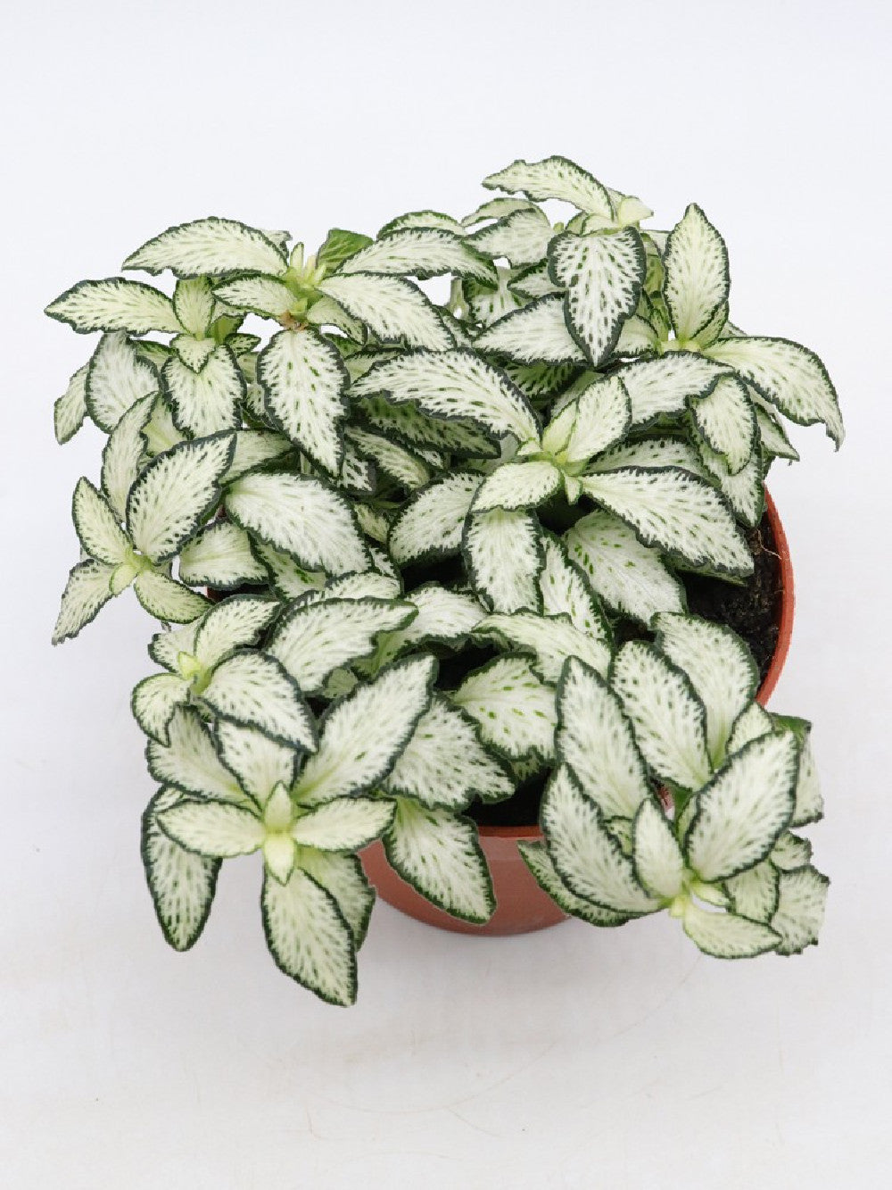 Fittonia "white" mini form
