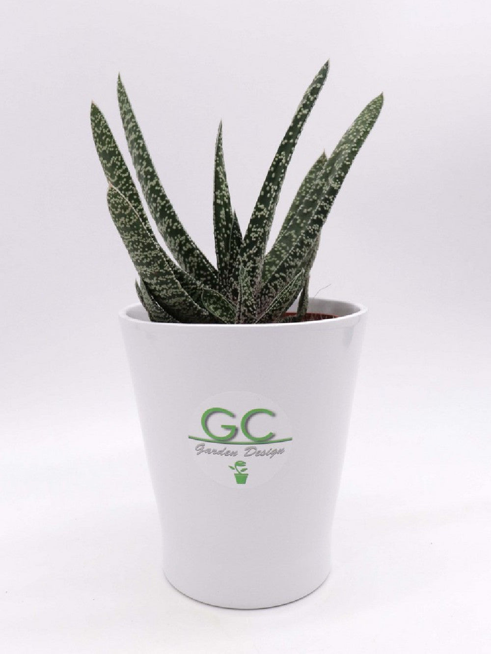 Gastena a foglia maculata