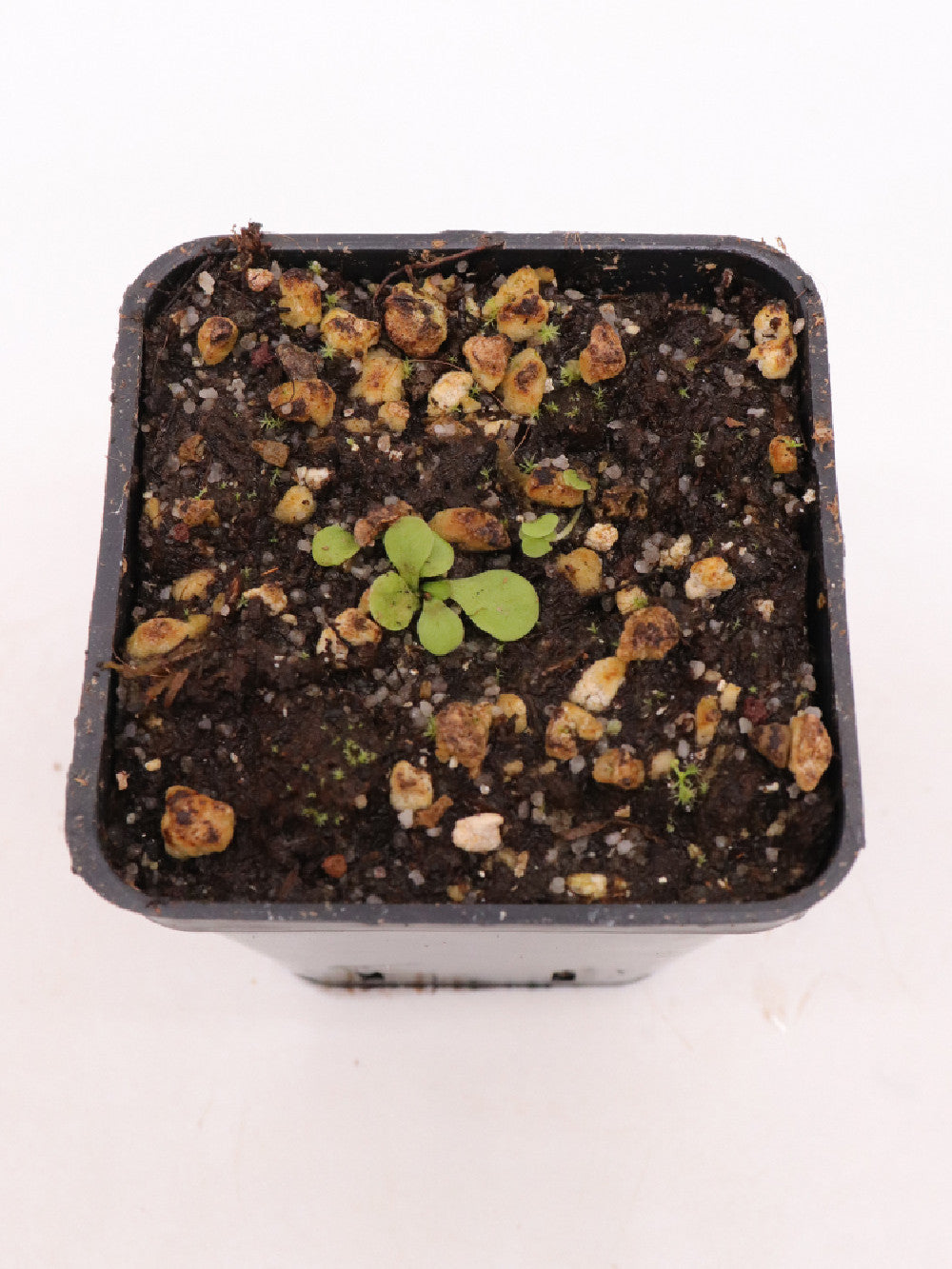 Genlisea flexuosa , Furnas,Minas geras, Brazil