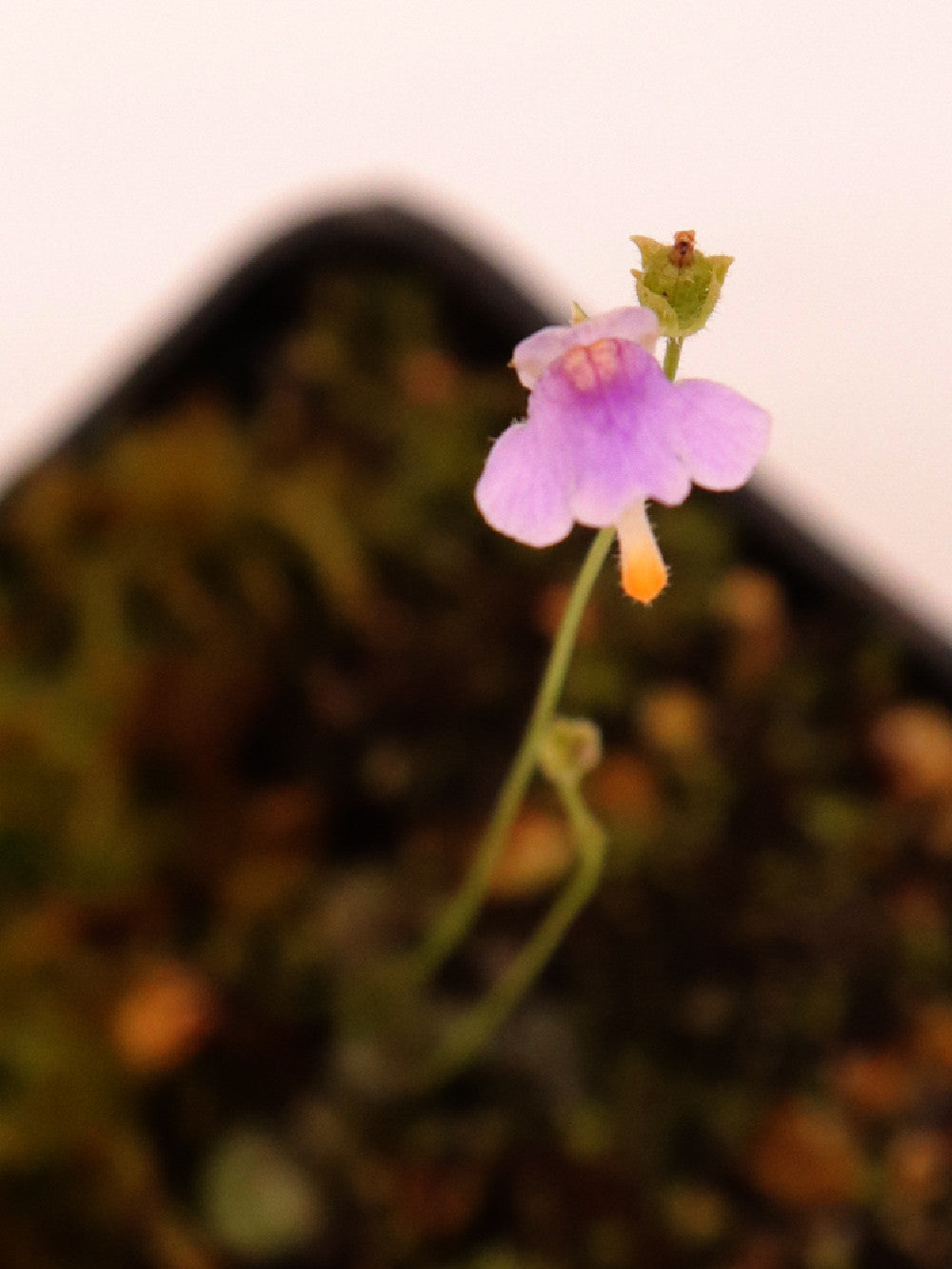 Genlisea hispidula , Transvaal , South Africa