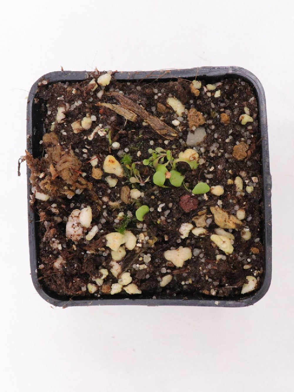 Genlisea nigrocaulis