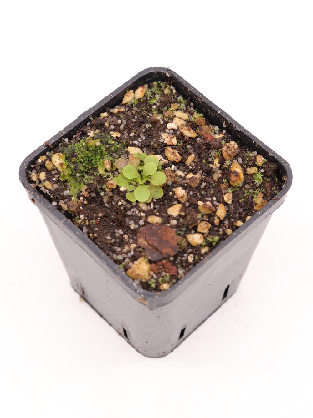 Genlisea violacea  Serra do Cipo, Brazil