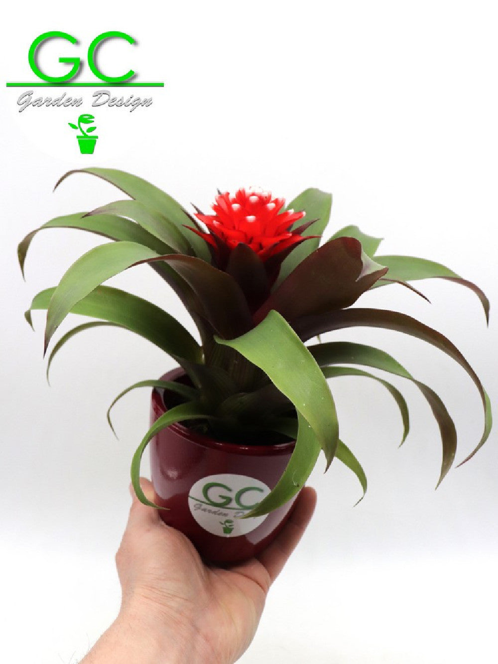 Guzmania priscilla