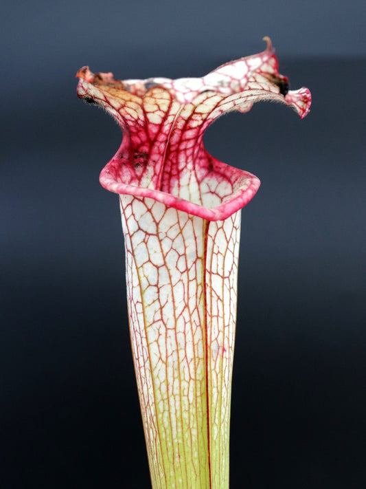 H106 GC S.x moorei "Red Throat"