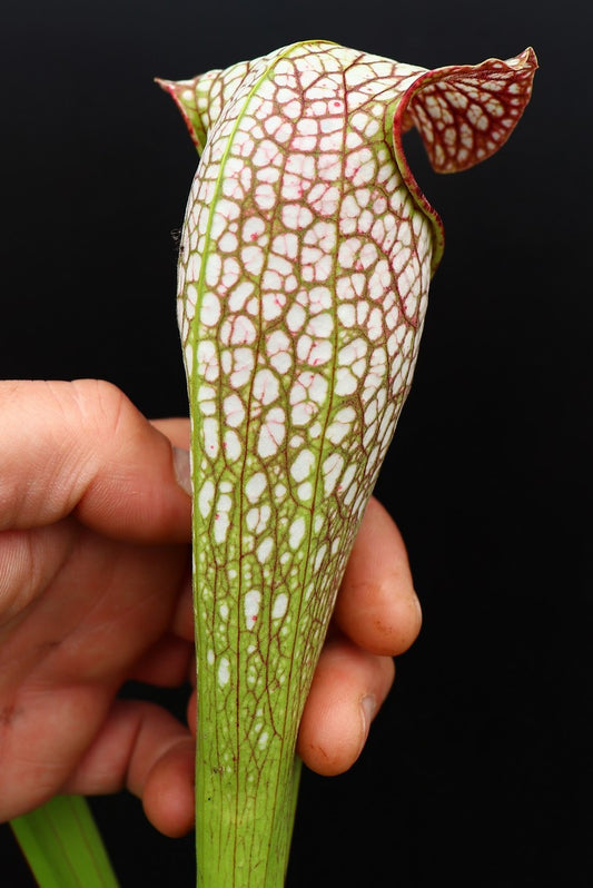 H10 GC S.x excellens " Bubble "