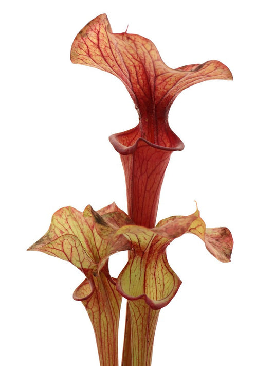 H116 GC  S.x " Glider x atropurpurea "