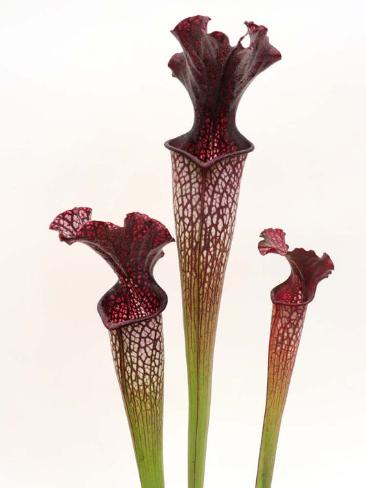 H126 GC  S.x "areolata"  Black selection