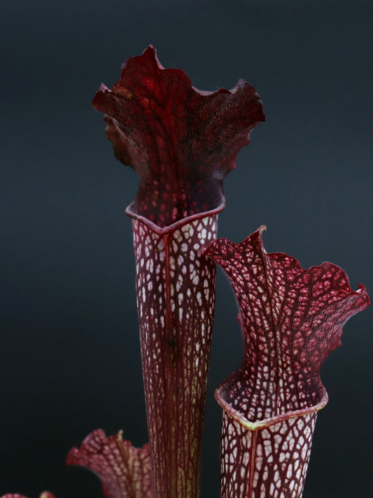 H13 GC  S.x " areolata "  Black selection