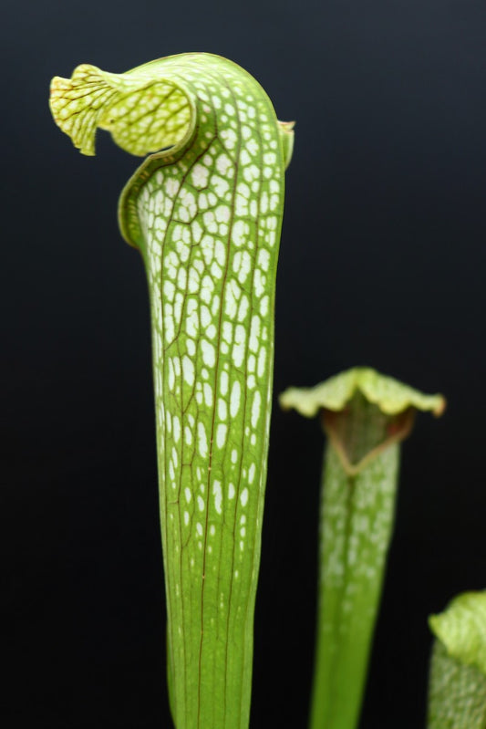 H20 GC  S.x " excellens " Green & white