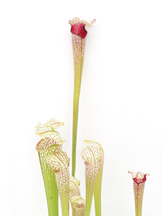 H21 GC  S.x " excellens " GC Selection