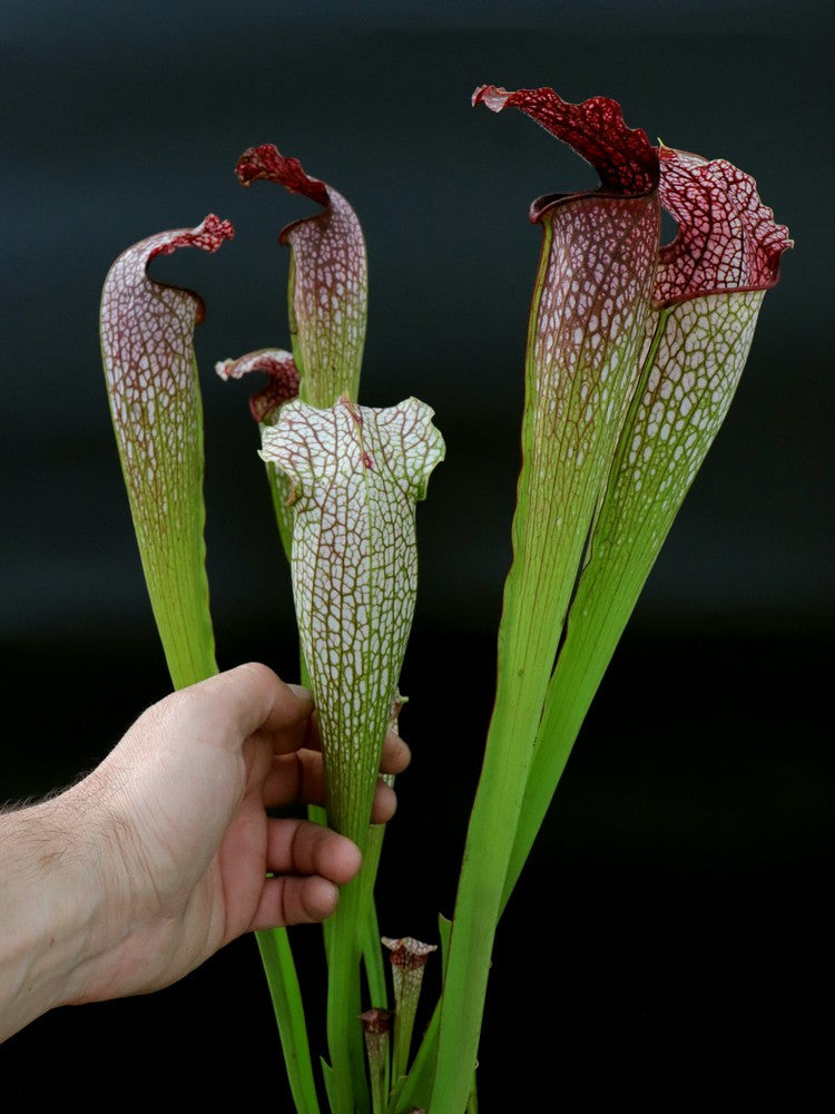 H22 GC S.x " excellens " Red & white