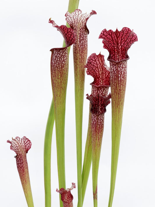 H28 GC  S.x areolata  GC Selection