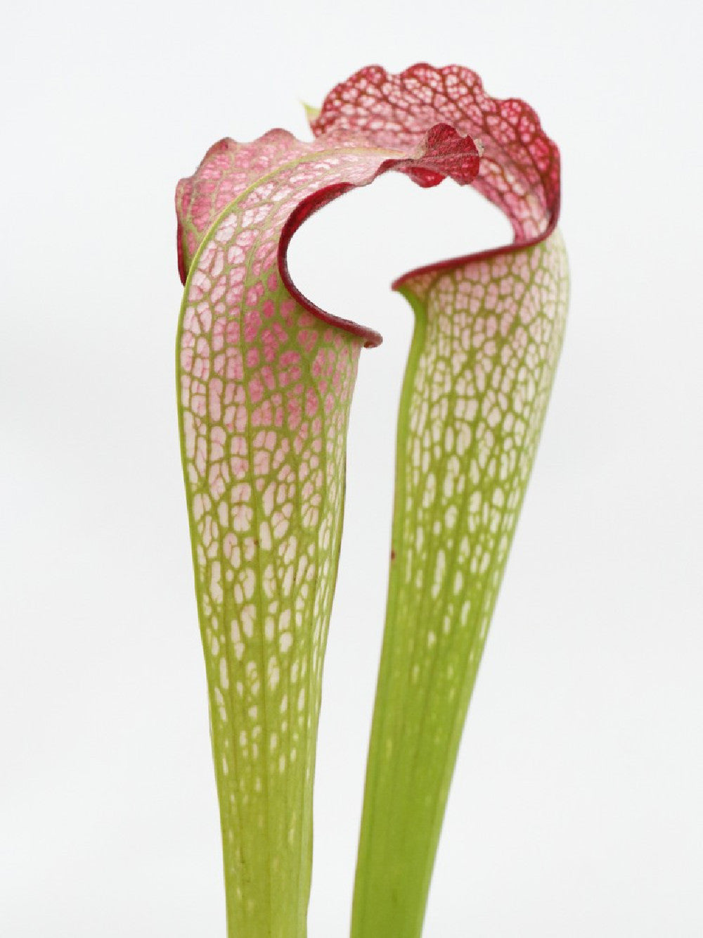 H30 GC S.x " excellens " Red & White