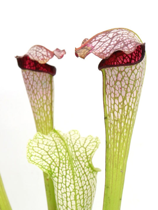 H31 GC  S.x " excellens "  GC Selection