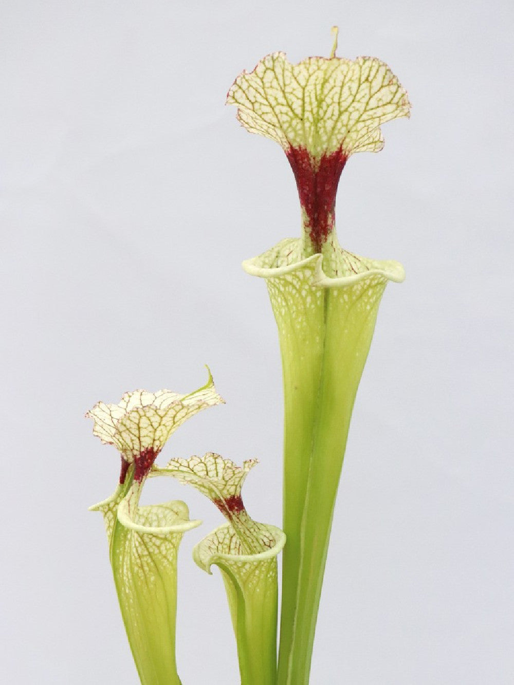 H32 GC  S.x moorei  " The White Slim "