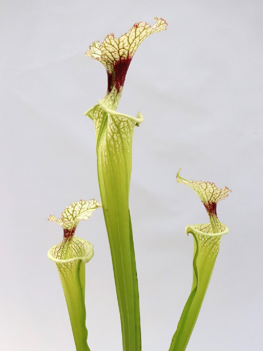 H32 GC  S.x moorei  " The White Slim "