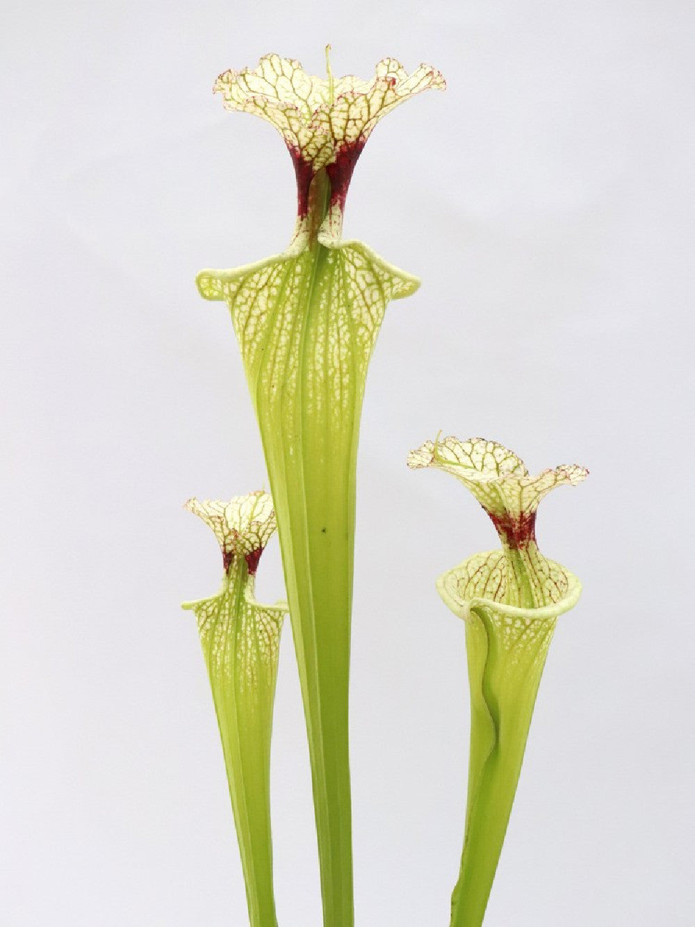 H32 GC  S.x moorei  " The White Slim "