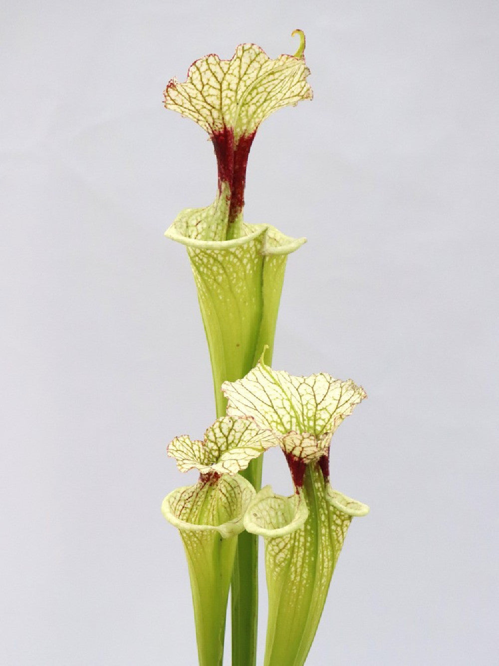 H32 GC  S.x moorei  " The White Slim "