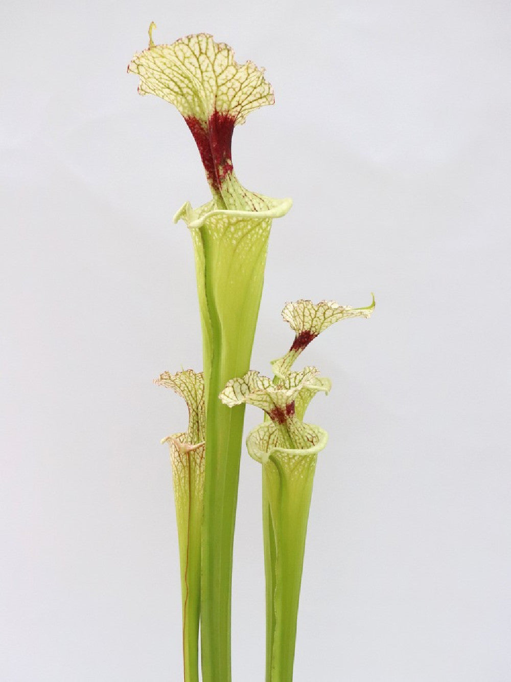 H32 GC  S.x moorei  " The White Slim "