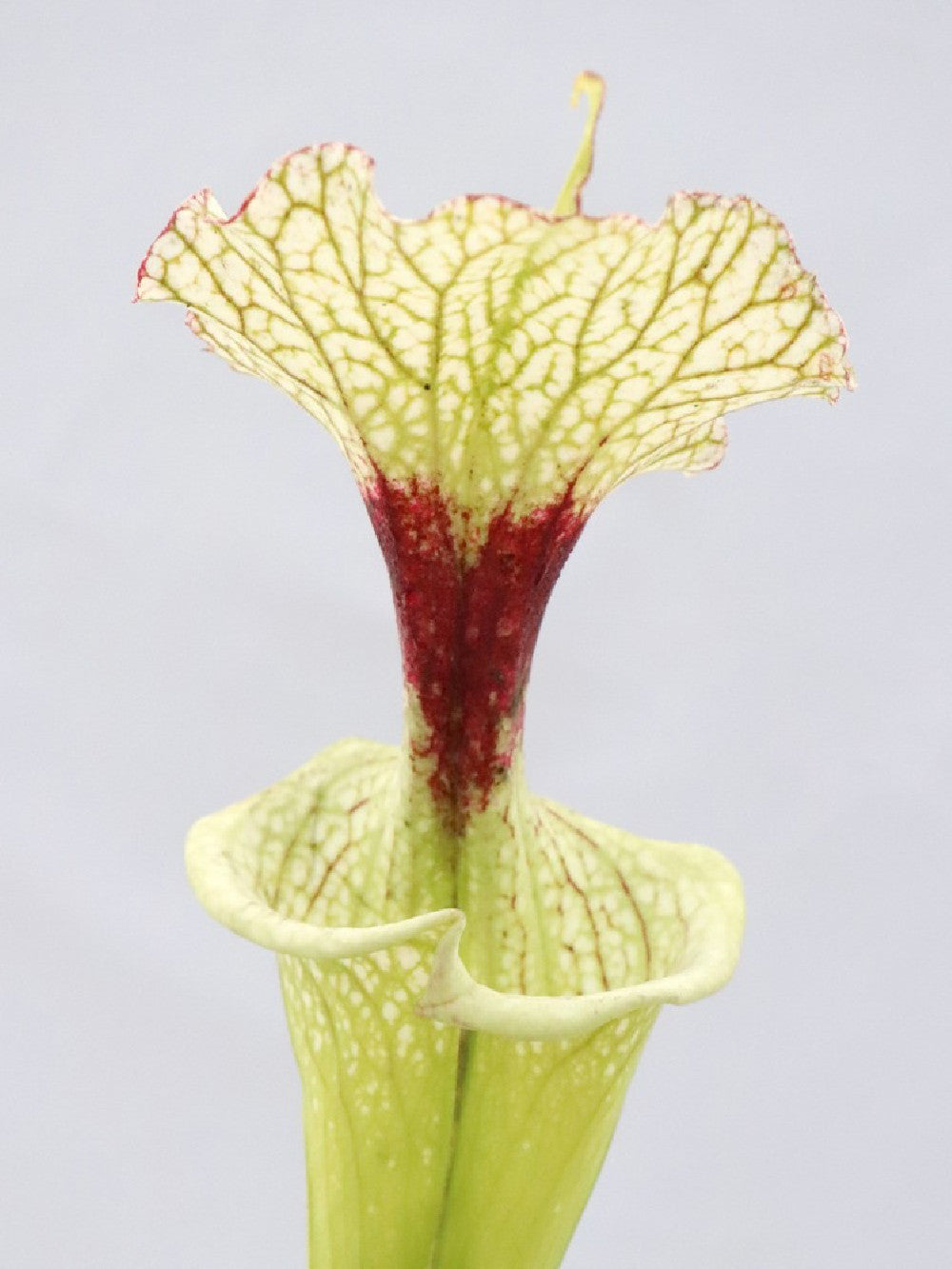 H32 GC  S.x moorei  " The White Slim "