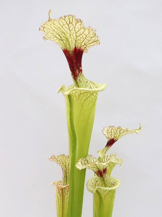 H32 GC  S.x moorei  " The White Slim "