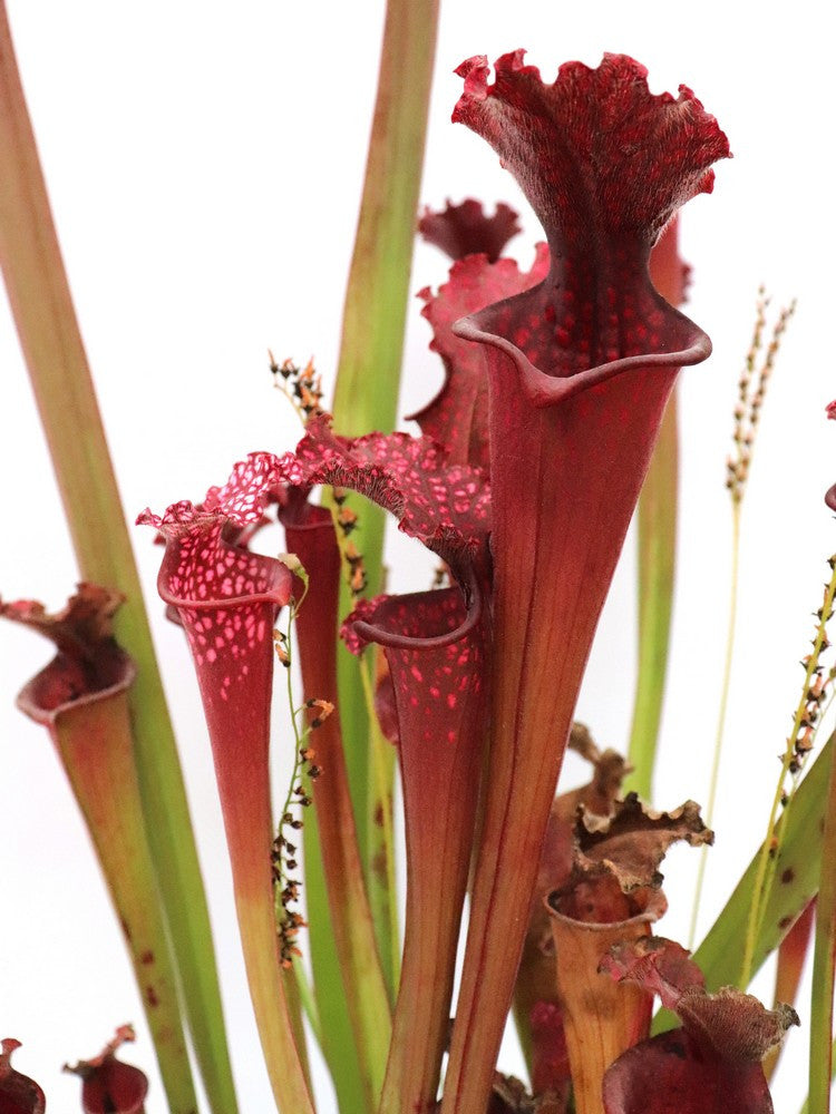 H37 GC  S.x " Alessia "