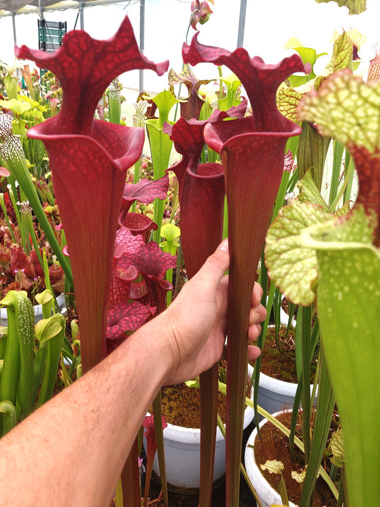 H38 GC  S.x moorei " Red Bull "