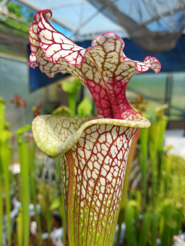 H39 GC  S.x " Parise Dream "