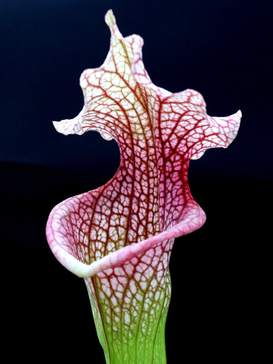 H43 GC S.x moorei  "Hot Green & Pink"