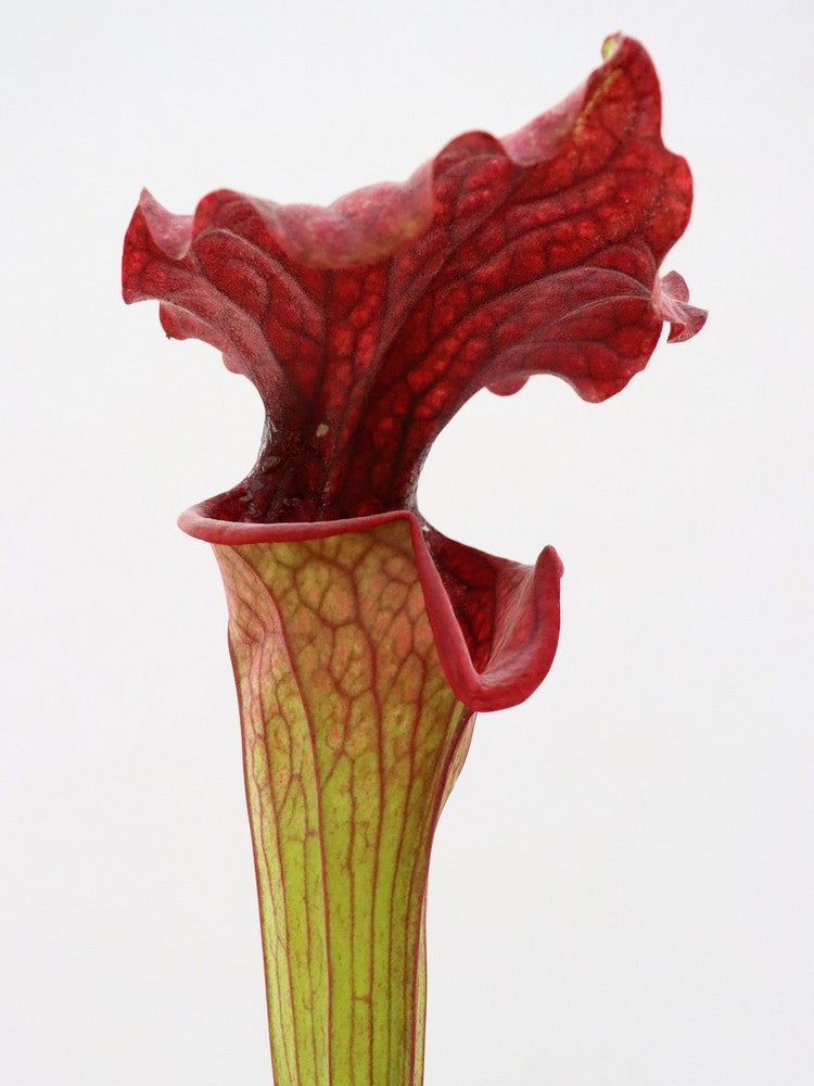 H44 GC S.x moorei GC Selection