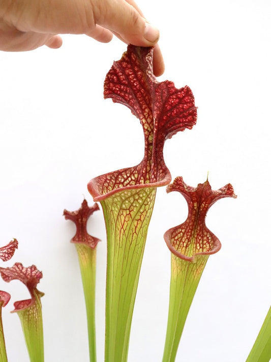 H55 GC S.x moorei  GC Selection