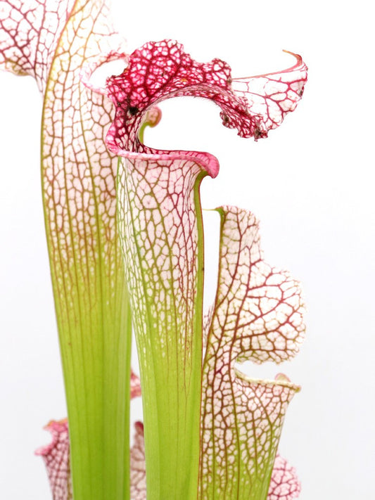 H68 GC S.x moorei "Pink Elvis"