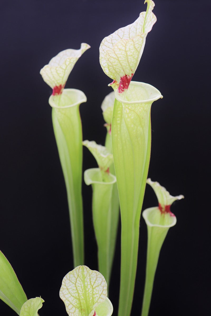 H6 GC  S.x " Butterfly "