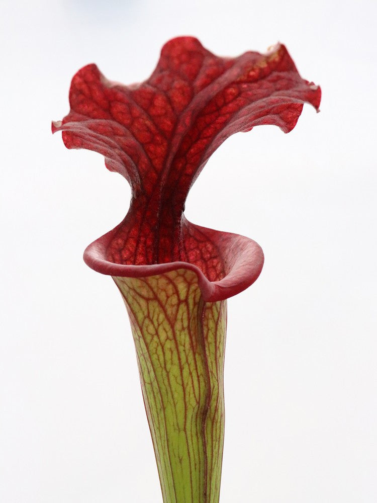 H77 GC S.x moorei  GC Selection