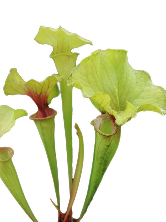 H7 GC  S.x " Wonderland "