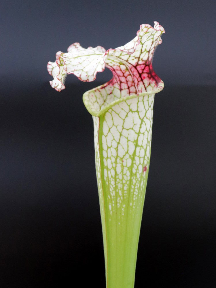 H93 GC S.x moorei "red throat"