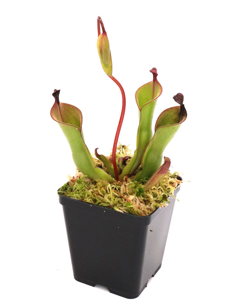 Heliamphora "Mickey"