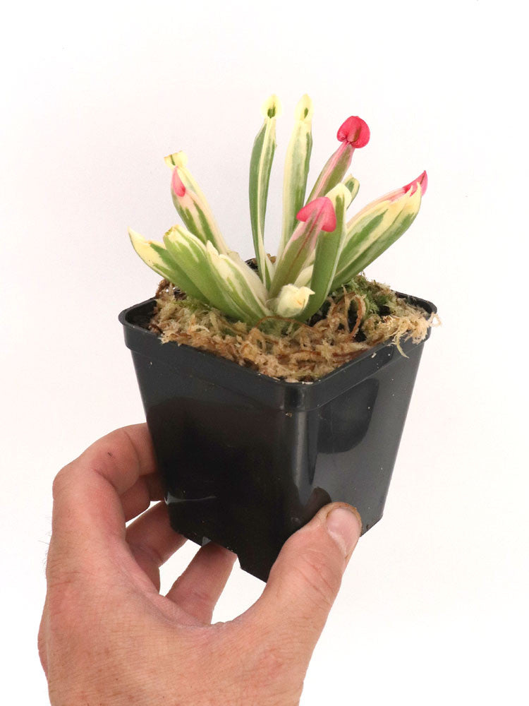 Heliamphora 'Flamingo'