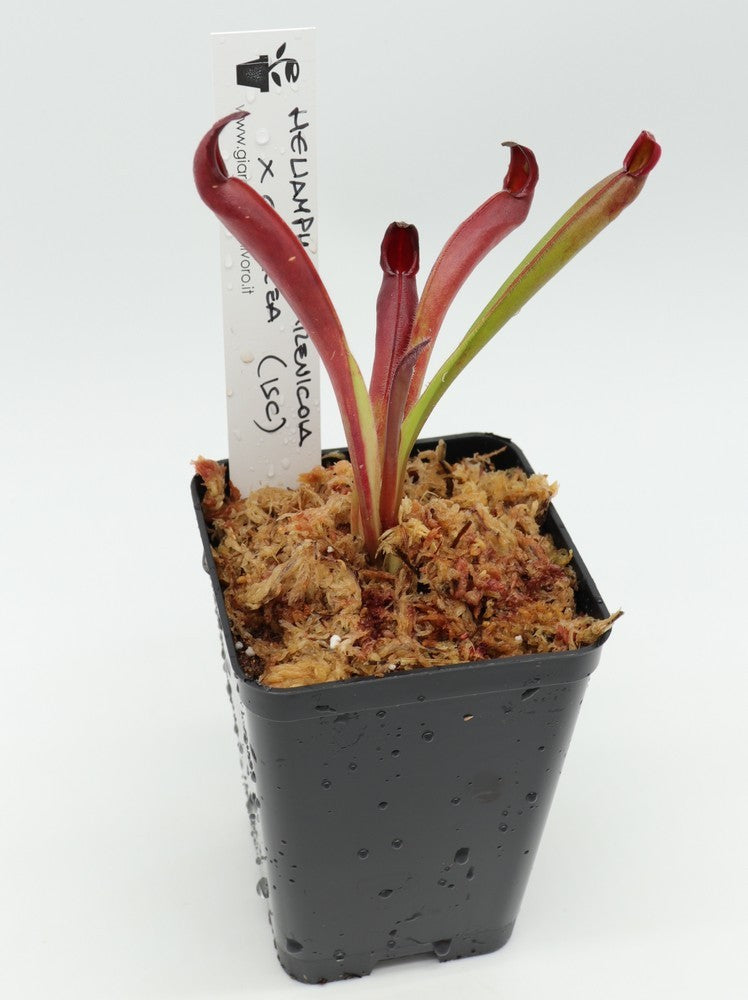 Heliamphora arenicola x ceracea