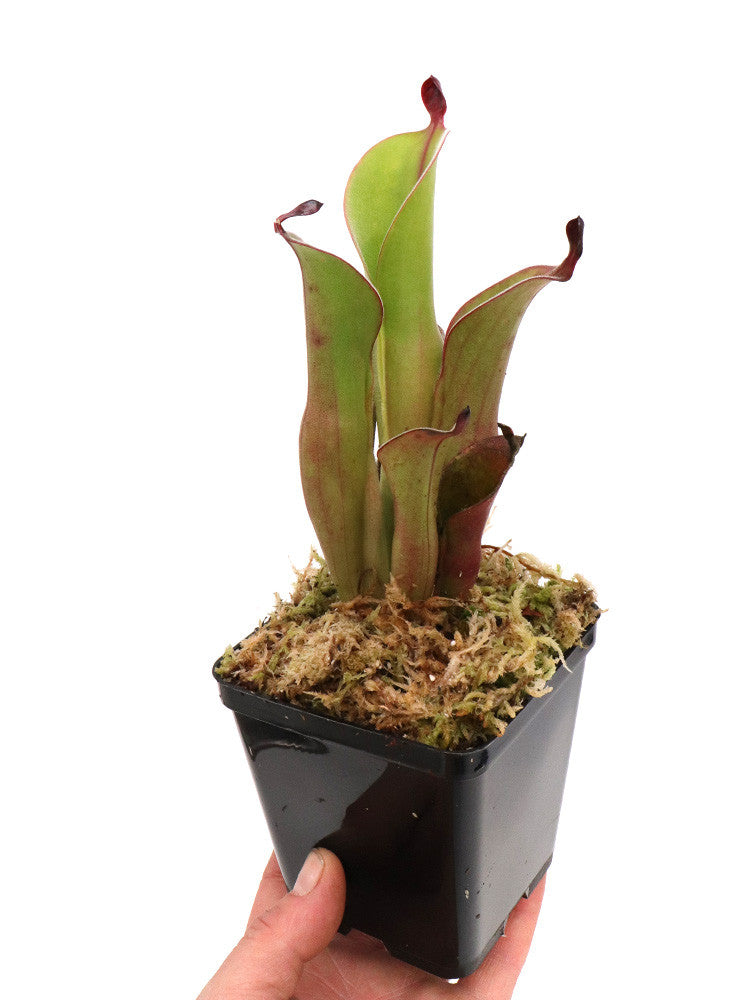 Heliamphora chimantensis  Chimanta, Venezuela