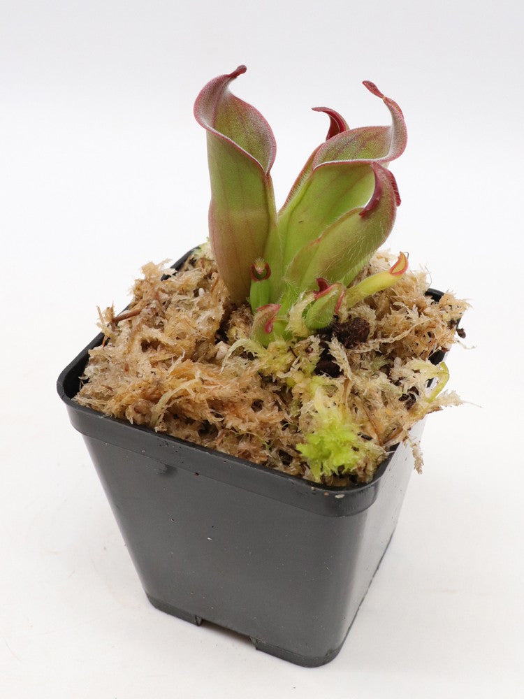 Heliamphora ciliata   Gran Sabana, Venezuela