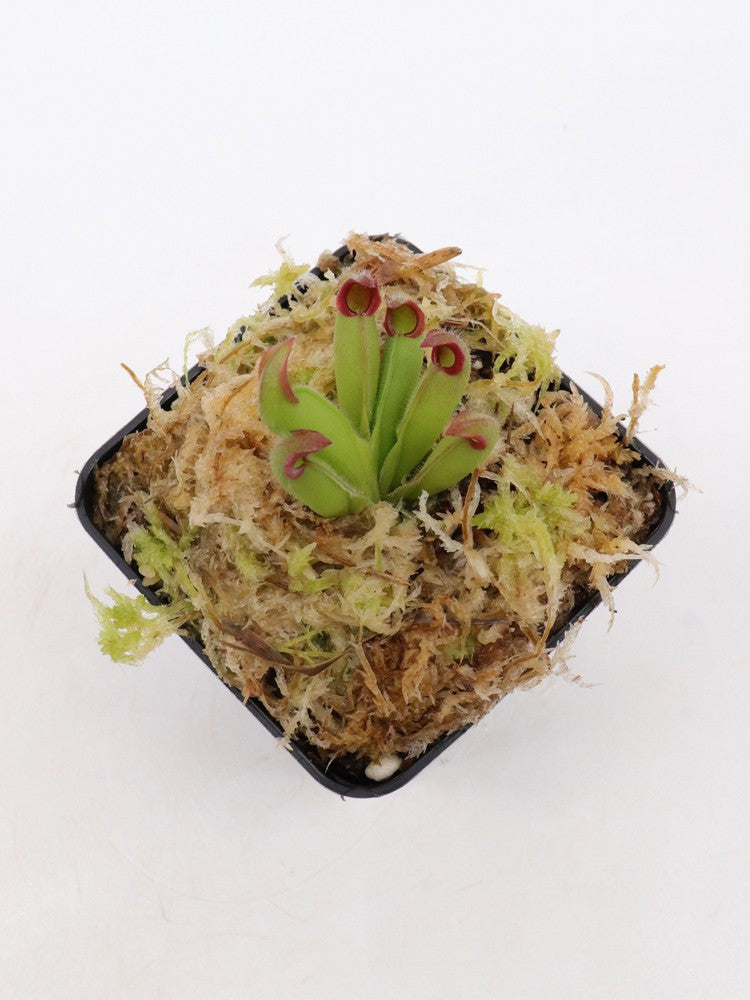 Heliamphora ciliata   Gran Sabana, Venezuela