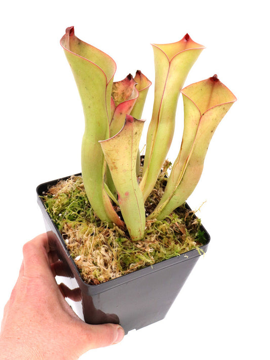 Heliamphora collina x exappendiculata Araopan Tepui