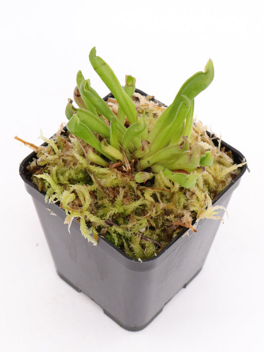 Heliamphora elongata  Ilu Tepui