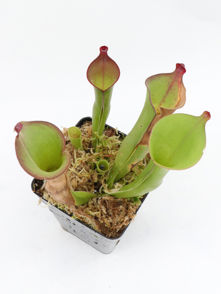Heliamphora exappendiculata x pulchella Akopan tepui