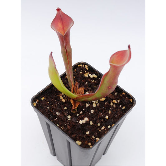 Heliamphora exappendiculata x pulchella , Akopan tepui
